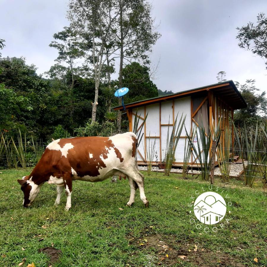 Exclusivo Cocora Con Jacuzzi Salento Quindio Villa Kültér fotó